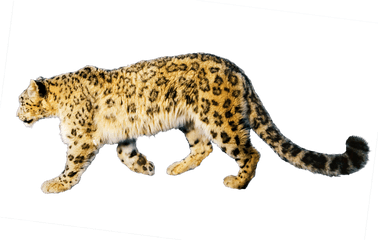 Jaguar Free Download Png - Jaguar