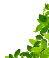 Green Leaves Organic Photos HD Image Free - Free PNG