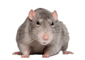 Rat Png Picture