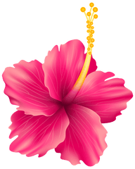 Pink Exotic Flower Png Transparent Clip Hawaiian Flowers