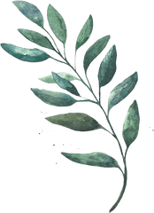 Watercolor Leaves Png Free Download - Watercolor Green Leaves Png