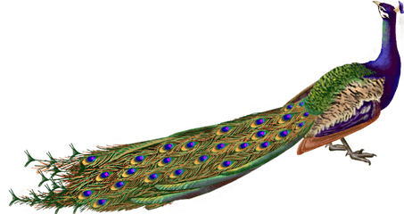 Download Peacock Png - Peacock Hd Images Png