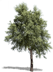 Mediterranean Trees - Isolated Forest Tree Png