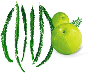 Amla Leaf 1000 Free Download Vector Image Png Psd Files - Superfood