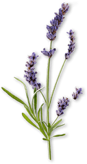 Lavandin - Essential Oils For Skincare DeclÃ©or International English Lavender Png