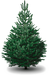Fir - Christmas Tree Png