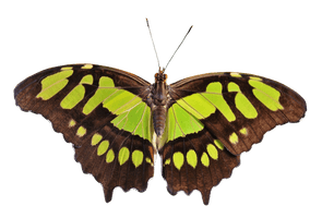 Butterfly Flying Free PNG HQ
