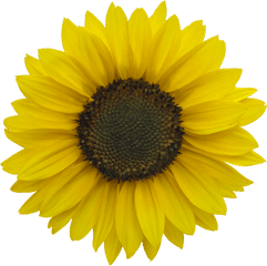 Download Vegetation Sunflower 03 - Clear Background Transparent Sunflower Png