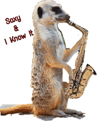 Funny Meerkat - Saxophone Funny Png