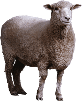 Sheep Png Image