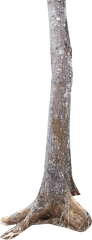 Trunk Tree Stump Plant Stem - Transparent Tree Trunk Png