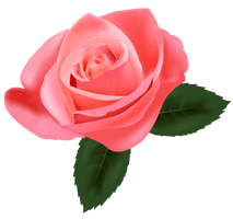 Rose Transparent Image - Free PNG