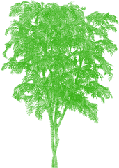 Tree Png Vector Plan Tier3xyz - Japanese Oak Tree
