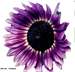 Deep Purple Flower Sunflower Freetoedit 1353897 - Png Purple Sunflower