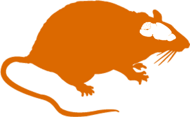 Animal Models Title - Rat Brain Clipart Png