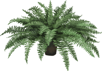 Nephrolepis Exaltata Fern Plant Leaf - Artificial Fern In A Pot Png