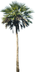 Palm - Palm Tree In A Pot Png