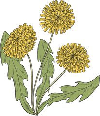 Dandelion Plant Clipart Free Download Transparent Png - Field Marigold