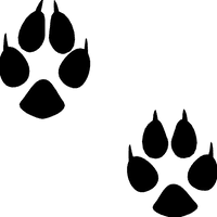 Footprint Animal Free Download PNG HD