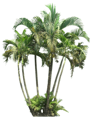 Tropical Plant Images With Transparent - Transparent Background Bushes Cut Out Png