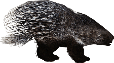 Zoo Tycoon 2 - Zoo Tycoon 2 Porcupine Png