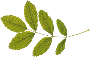 Green Leaf Png - Green Tea Leaves Transparent Background