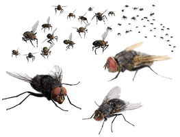 Flies Transparent Image - Free PNG