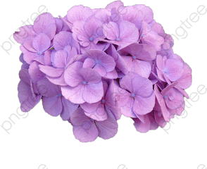 Purple Hydrangea - Purple Hydrangea Png