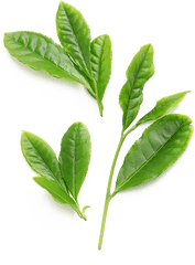 Green Tea Phytosome Thorne - Green Tea Png