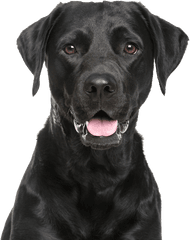 Labrador Retriever Png - Black Labrador Retriever Png