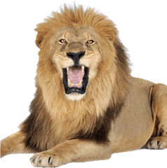 Terrestrial Animal - Full Images Of Lion Png