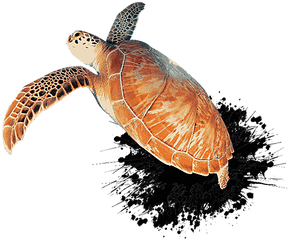 Contact Divermojo - Hawksbill Sea Turtle Png