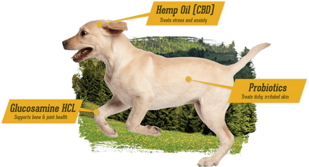 Mcgrupps Premium Pet Supplements And Treats For Your Dog Or Cat - Companion Dog Png