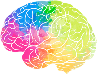 Brain Png - Part Of The Brain Processes Emotions