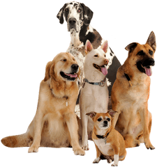 Dog Png Image Beautiful Dogs - Companion Dog