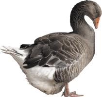 Goose Png Image