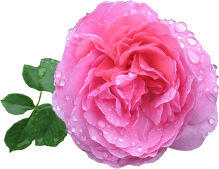 Pink Rose Png Hd - Rose Image Hd Png