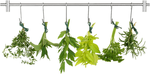 Herb Png Pic - Transparent Background Herbs Clipart