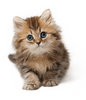 Kitten Png Hd