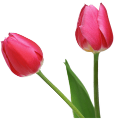 Tulip Png Image - Tulip Flower Transparent Background