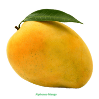 Mango Png