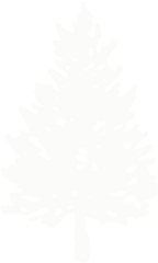 Cedar Tree Foundation - White Cedar Tree Png