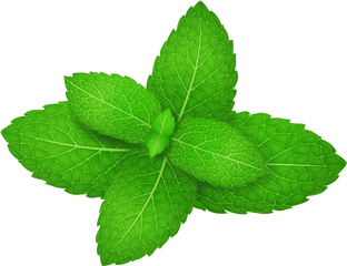 Herb Leaves Spicata Peppermint - Mint Leaf Png Vector