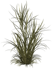 Switchgrass Panicum Virgatum Plant Care Guide Auntie - Cespugli Png