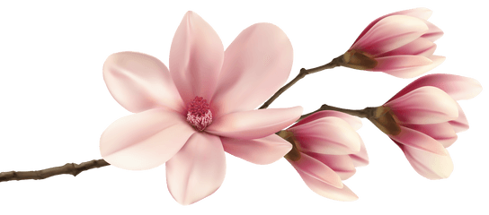 Spring Magnolia Branch Png Clip Art Image - Pink Magnolia Magnolia Pink Flowers Png