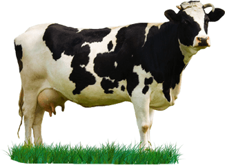 Download Hd Milk Cow Png - Cow Image Hd Download Png