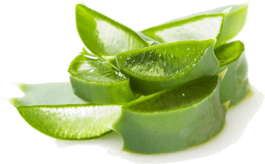 Aloe Vera Png