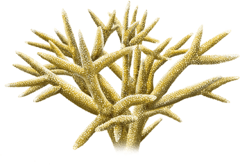 Staghorn Coral - Staghorn Coral Png