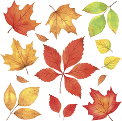 Maple Leaves Fall Png Download - Autumn Leaves Illustration Png