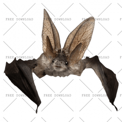 Png Image With Transparent Background - Can You Keep A Bat As A Pet